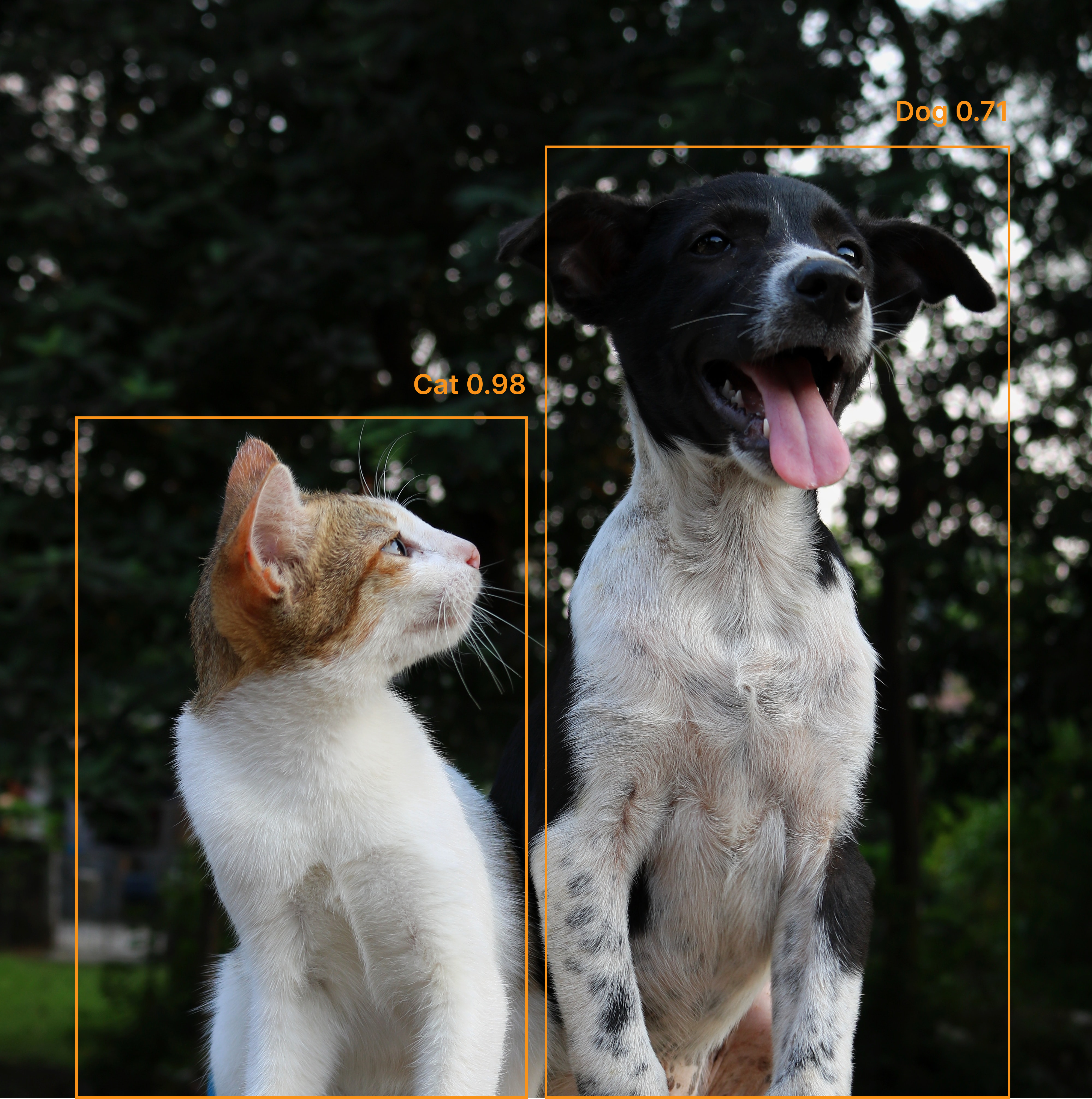 Dog-cat-image