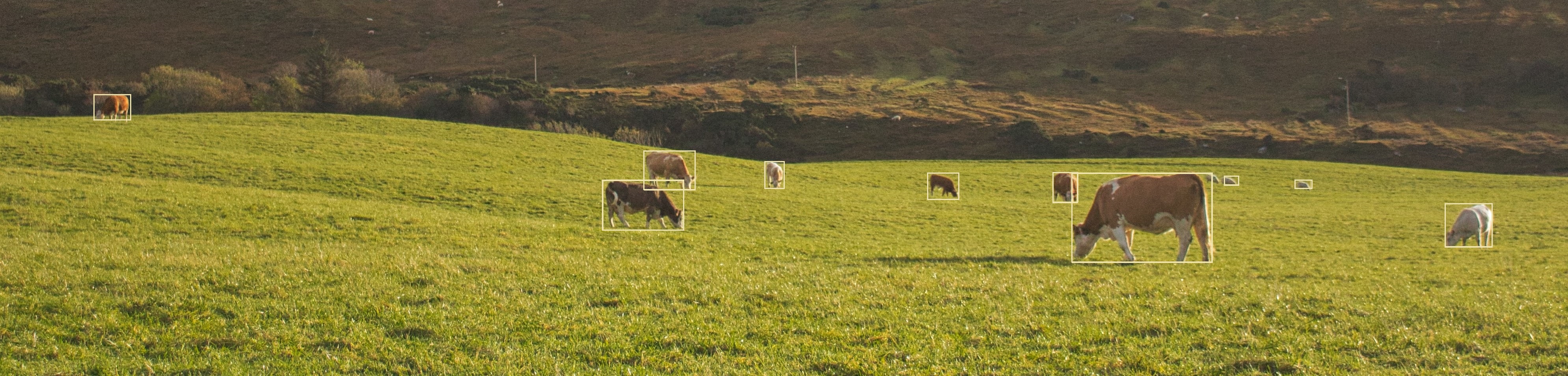 cattle-in-farm